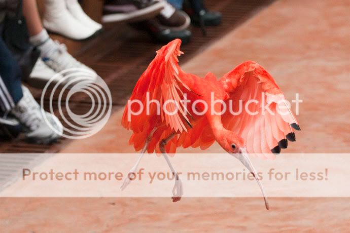 美洲红环@ocean park